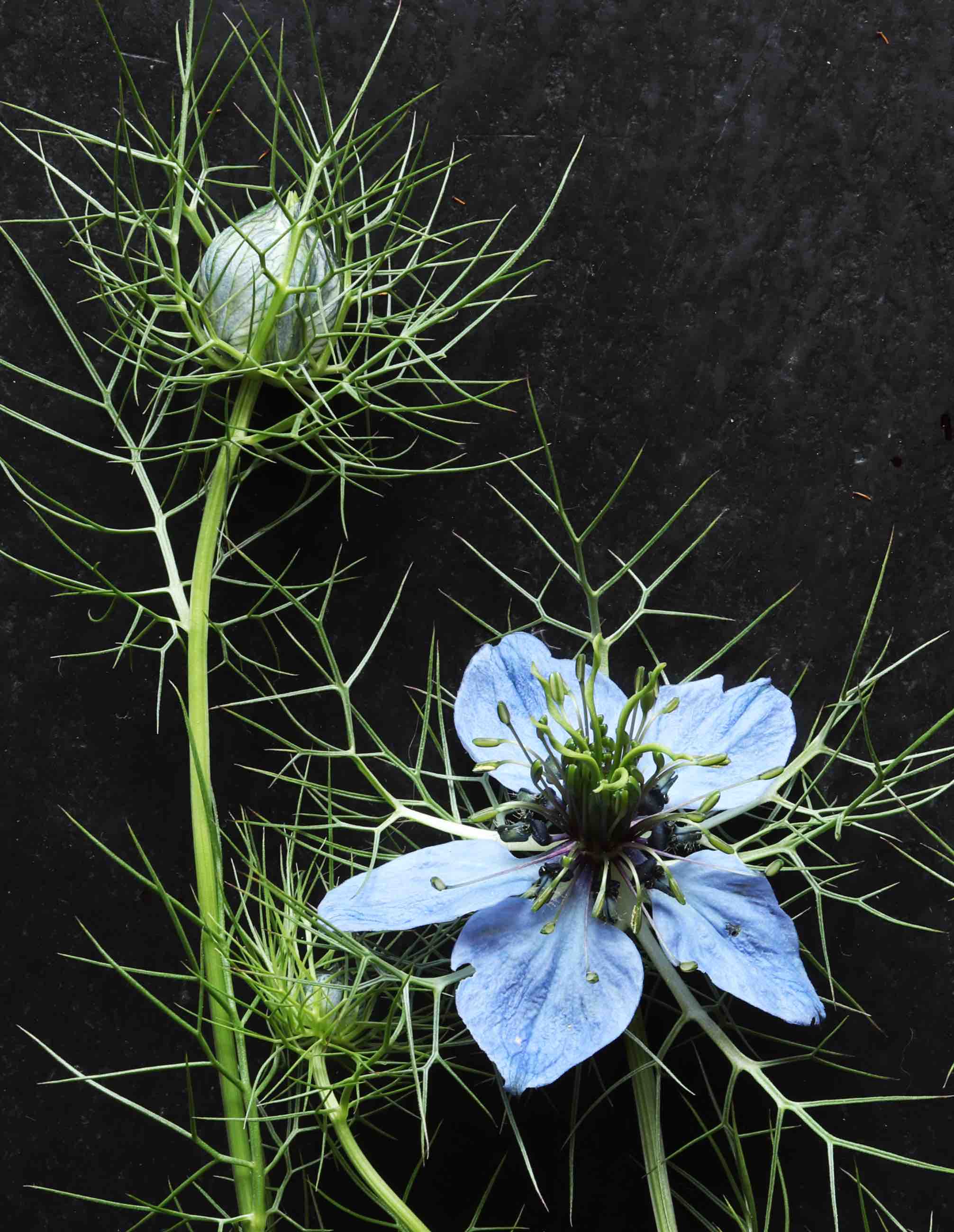 Nigella Sativa Black Seed Soap - Sortkommen sæbe - 100g Nigella Sativa Black Seed Soap - Sortkommen sæbe - 100g